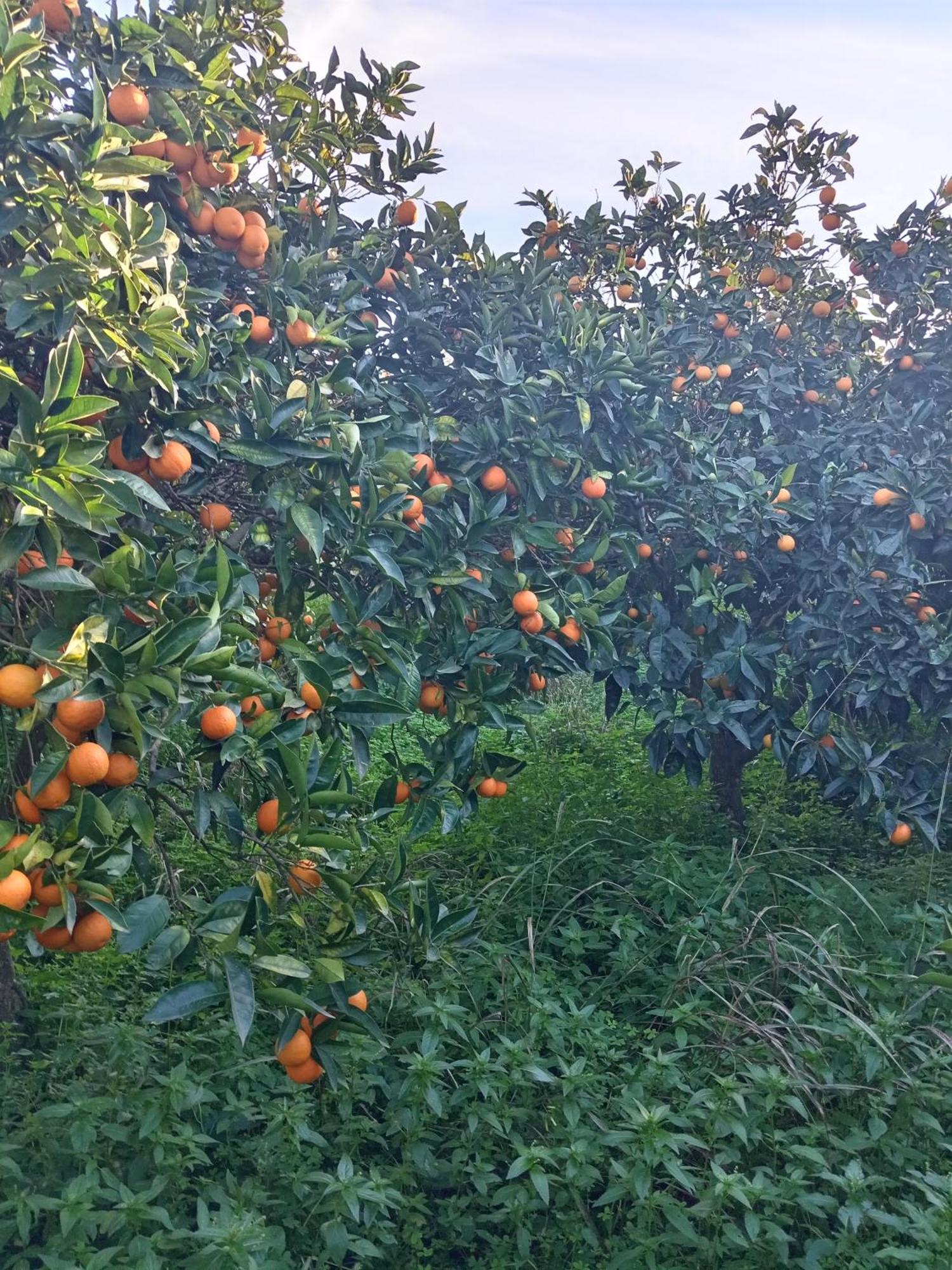 Villetta San Giovanni Calatafimi Kültér fotó